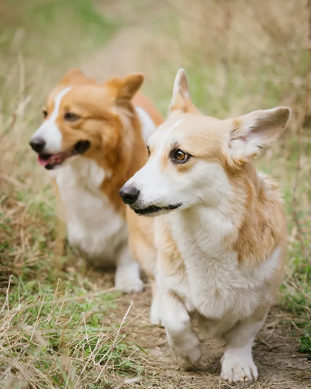 Dva psy plemena corgi kráčajú vedľa seba po poľnej ceste