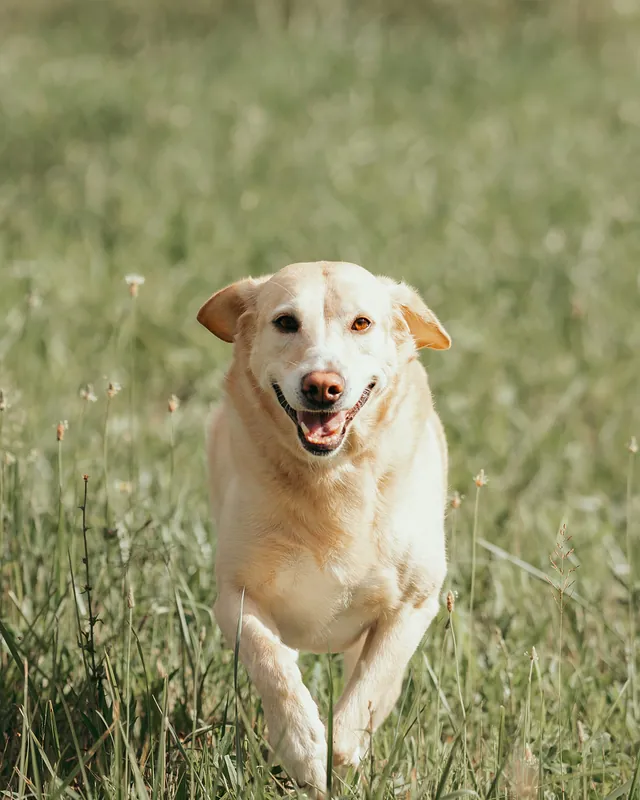 Labrador beží cez lúku priamo k fotoaparátu